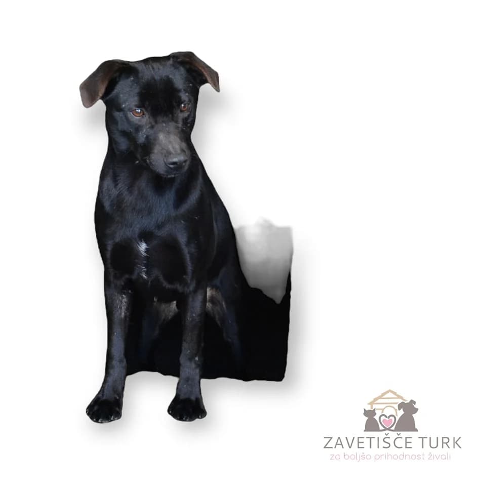 Klif,  young Mixed Breed for adoption at Zavetišče Turk, Novo mesto