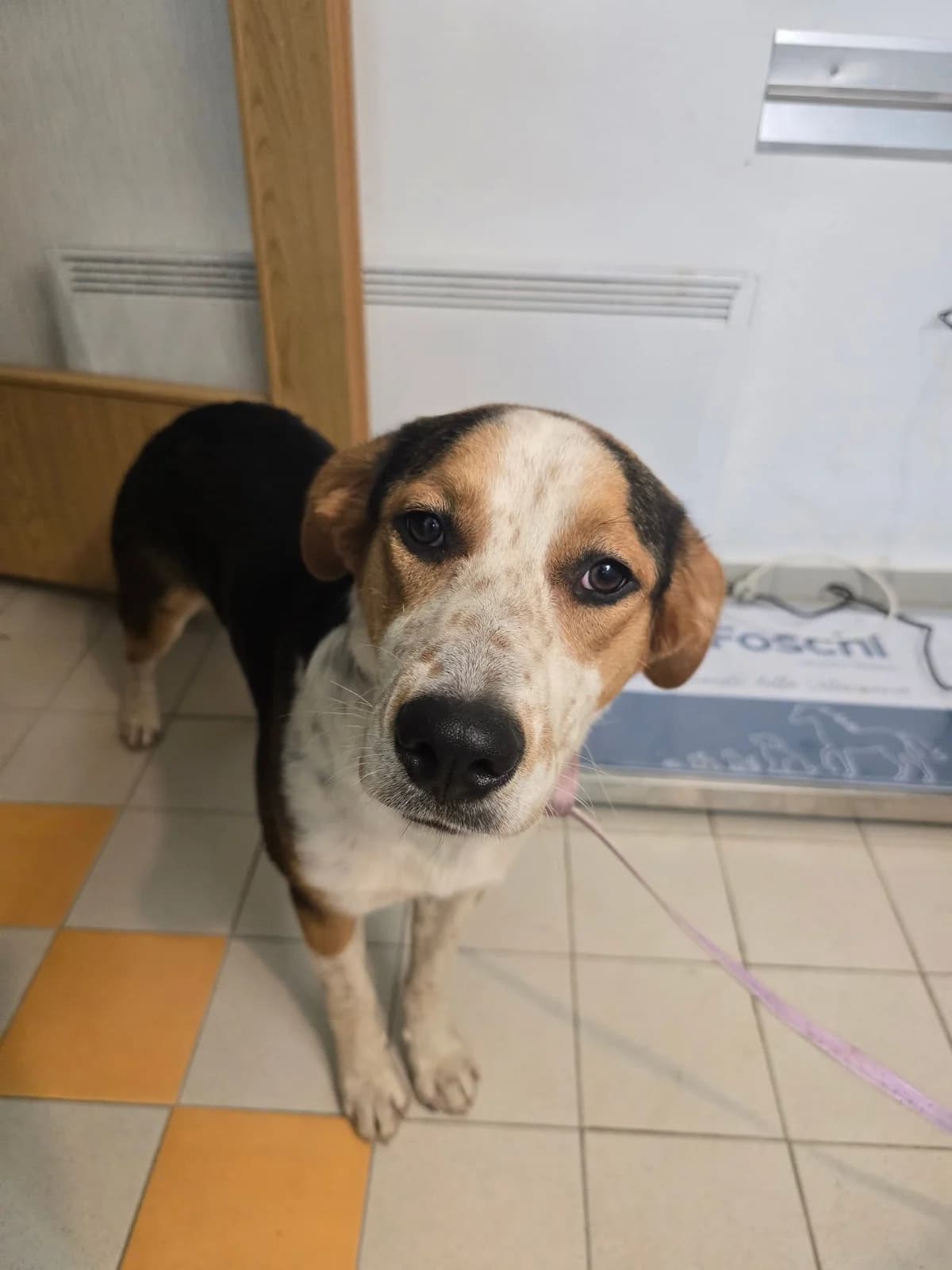 Lana,  young Mixed Breed for adoption at Zavetišče Turk, Novo mesto
