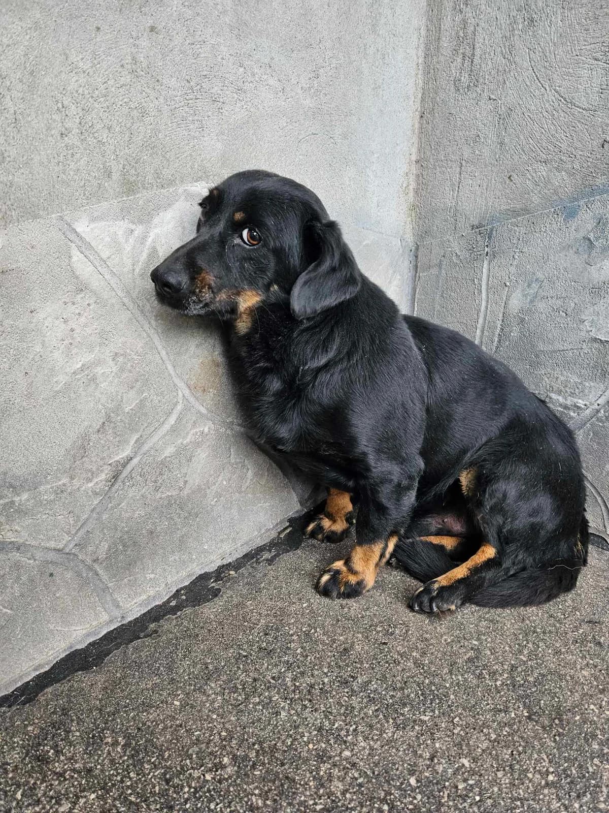 Loni,  mixed breed for adoption at Zavetišče Turk, Novo mesto