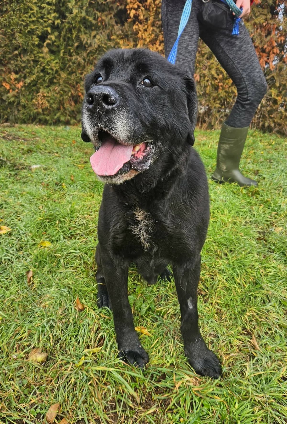 Max,  senior Mixed Breed for adoption at Zavetišče Turk, Novo mesto