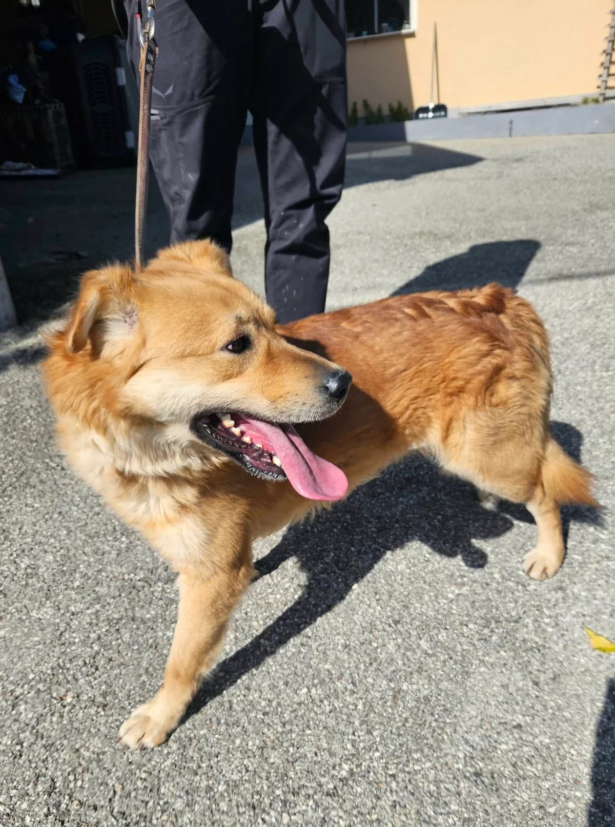 Nabu,  mixed breed for adoption at Zavetišče Turk, Novo mesto