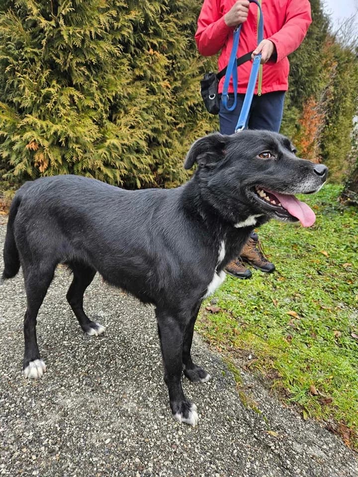 Narsi,  3yo Mixed Breed for adoption at Zavetišče Turk, Novo mesto