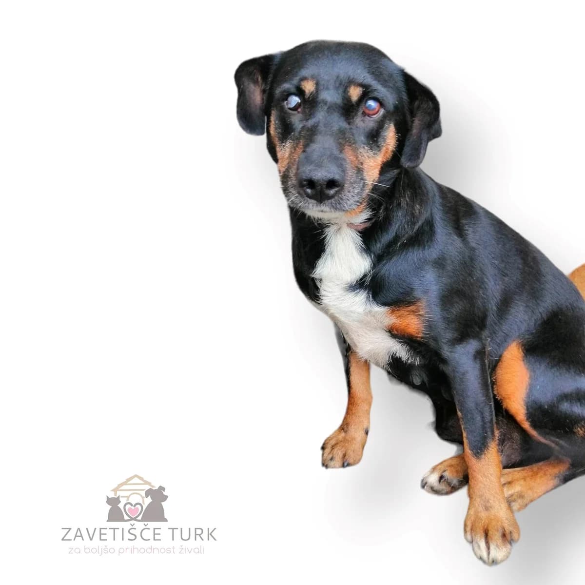 Pinna,  6yo Mixed Breed for adoption at Zavetišče Turk, Novo mesto