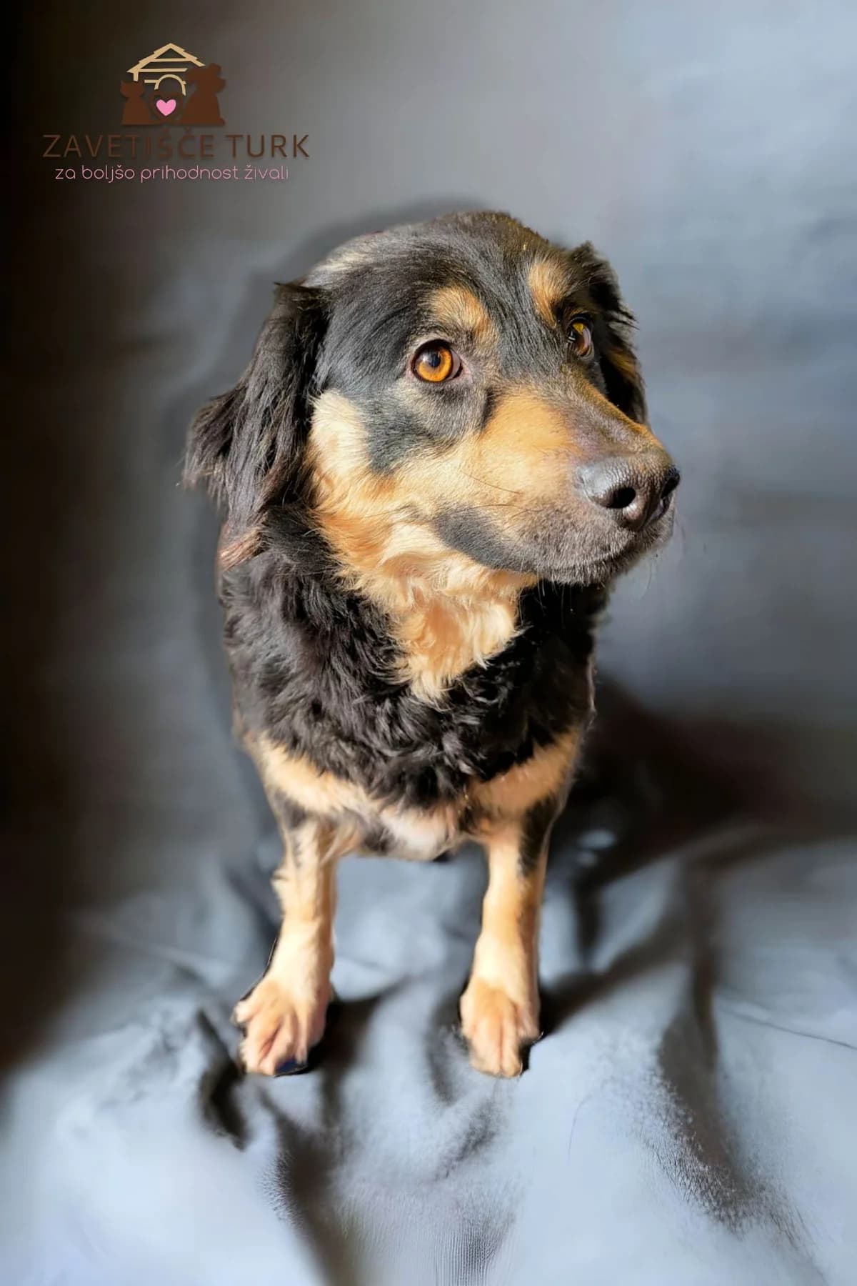 Polona,  Mixed Breed for adoption at Zavetišče Turk, Novo mesto