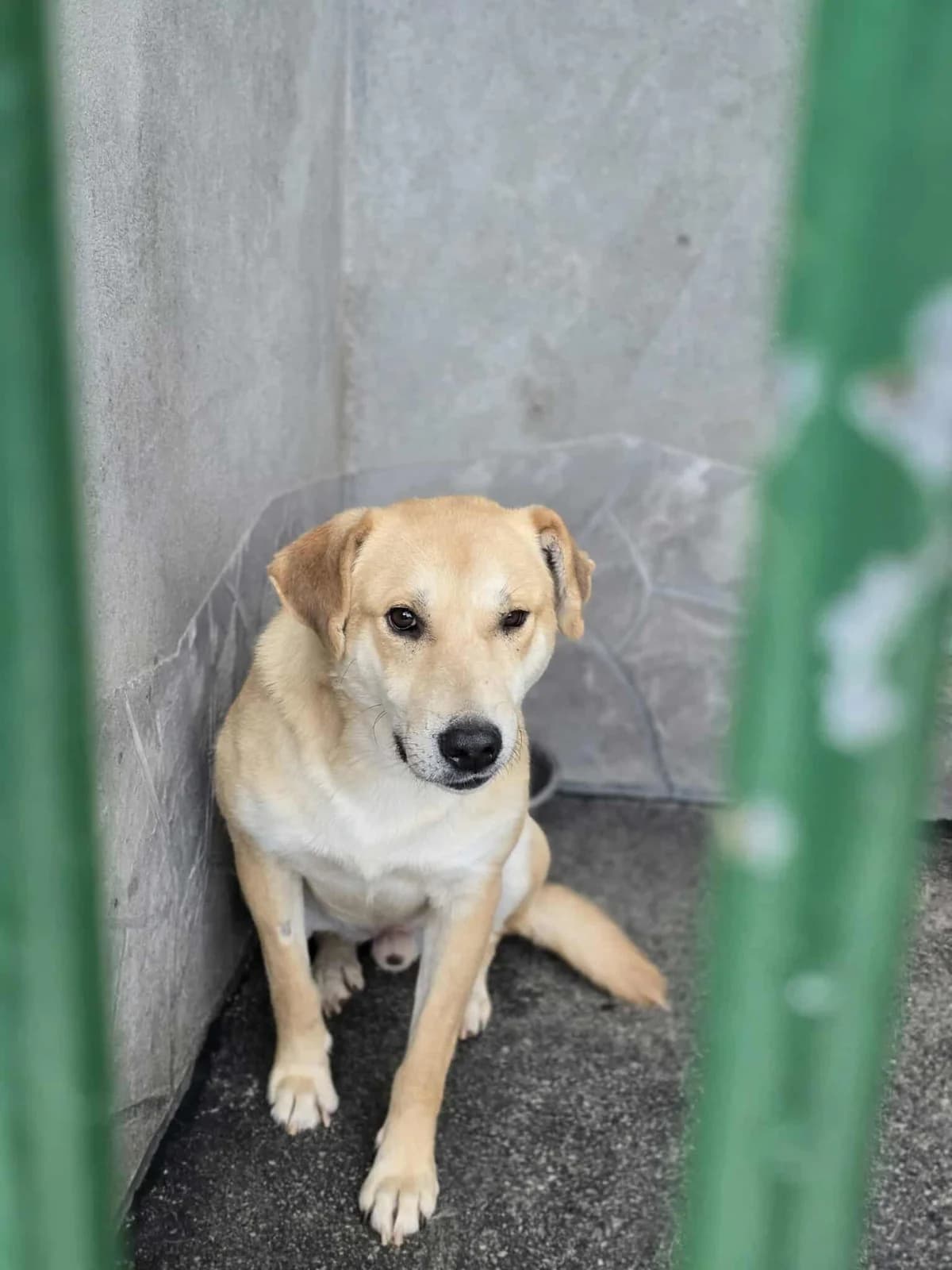 Rui,  3yo mixed breed for adoption at Zavetišče Turk, Novo mesto