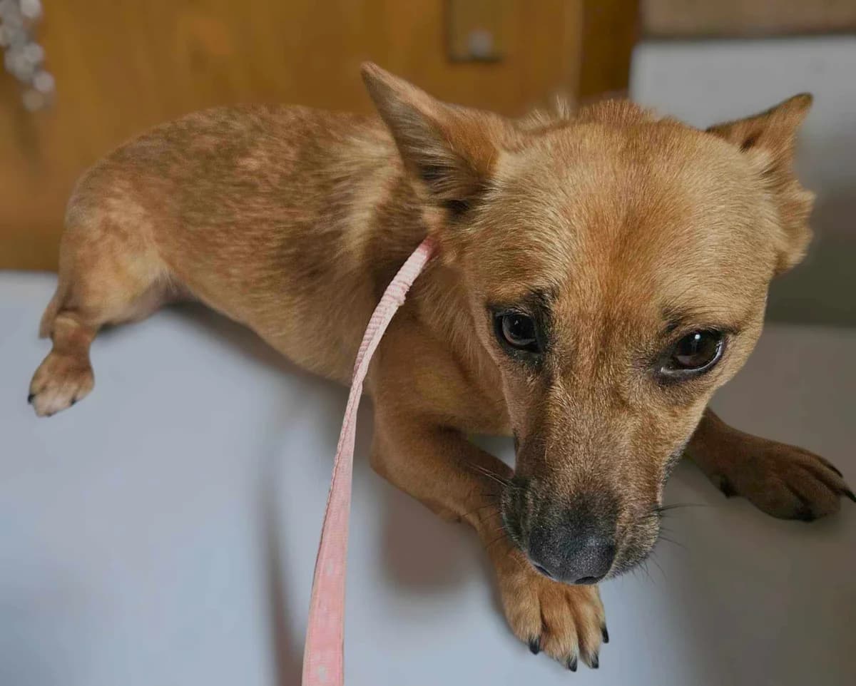 Šnofka, female Mixed Breed for adoption at Zavetišče Turk, Novo mesto