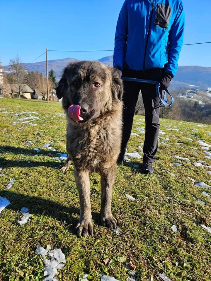Špela,  4yo Mixed Breed for adoption at Zavetišče Turk, Novo mesto