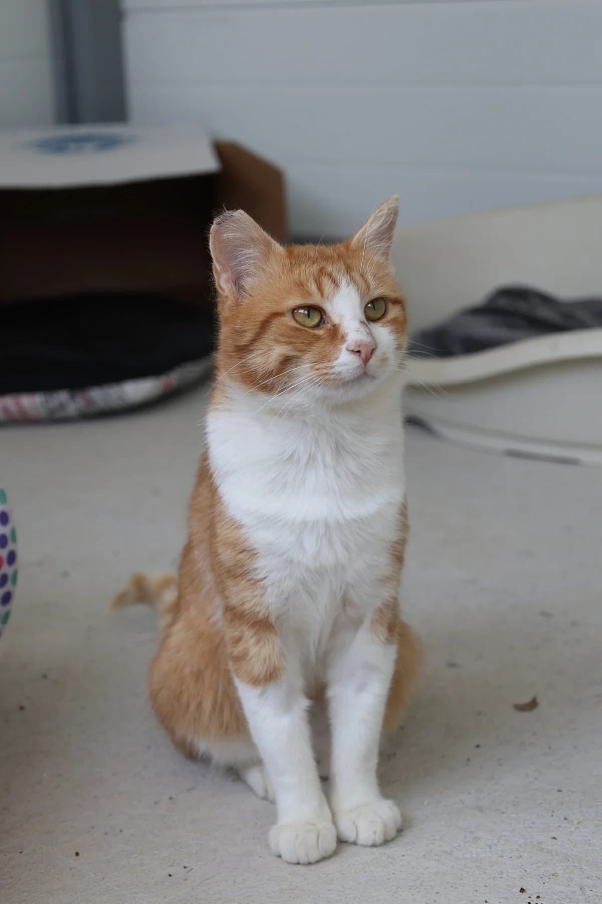Thoro, male Mixed Breed for adoption at Zavetišče Turk, Novo mesto