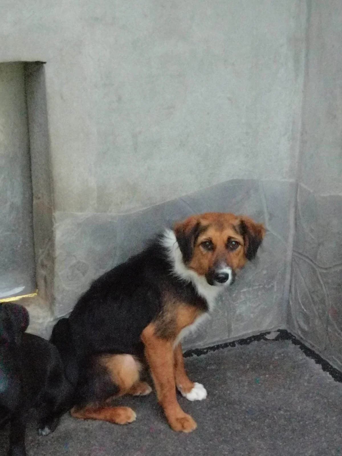 Trina,  3yo Mixed Breed for adoption at Zavetišče Turk, Novo mesto