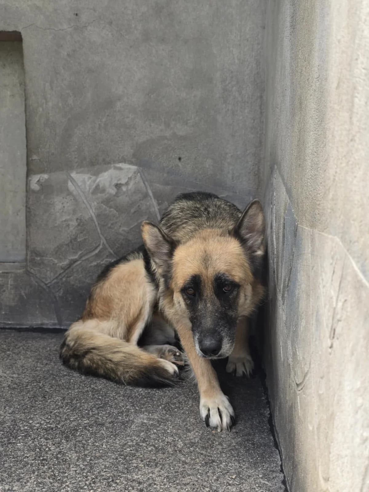 Zaya, female 5yo Mixed Breed for adoption at Zavetišče Turk, Novo mesto