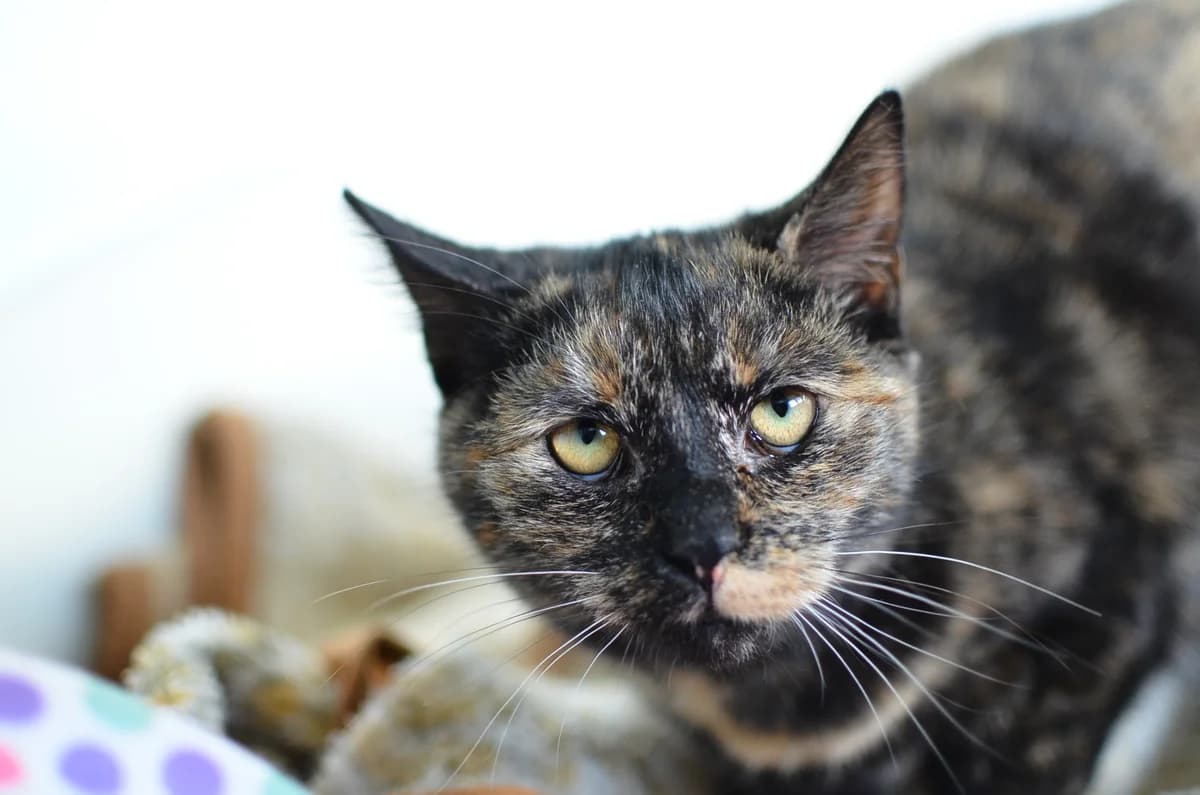 Živa, female puppy Mixed Breed for adoption at Zavetišče Turk, Novo mesto