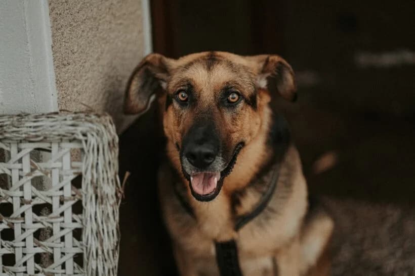 Taras, female 4yo Mixed Breed for adoption at Zavod Muri, Vransko