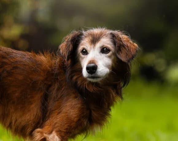 Archie,  senior Mixed Breed for adoption at Zavod Muri, Vransko