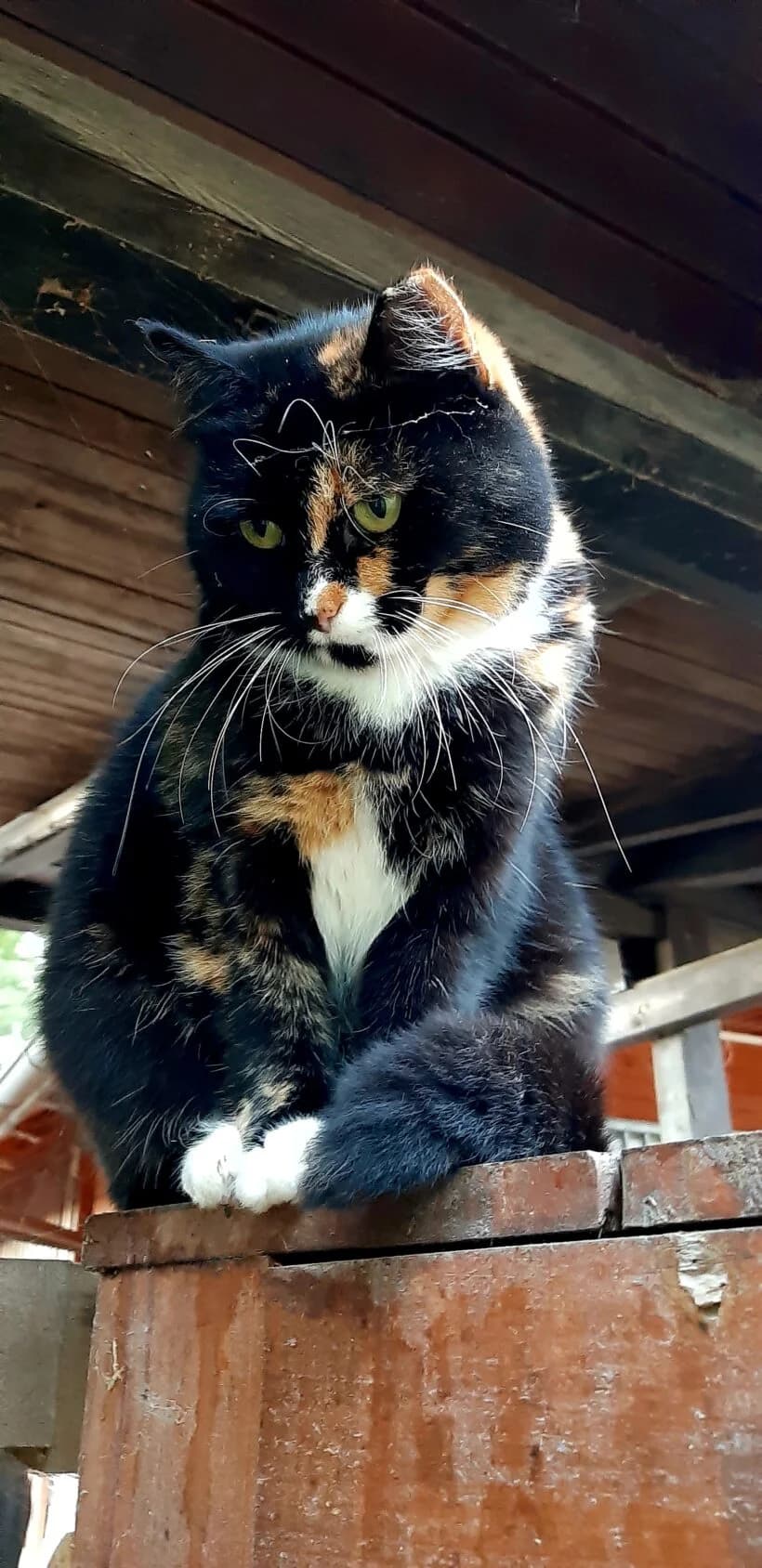 Freya, female Mixed Breed for adoption at Zavod Muri, Vransko