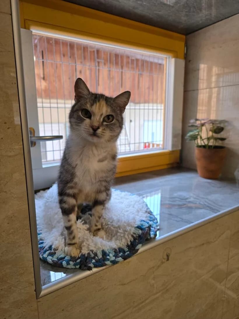 Liska, male senior Mixed Breed for adoption at Zavod Muri, Vransko