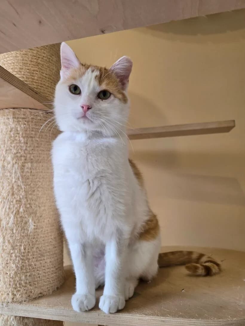 Dusty, male 4yo Mixed Breed for adoption at Zavod Muri, Vransko