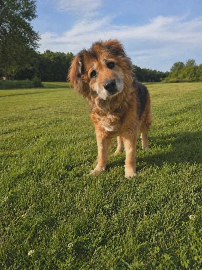 Donna, female 4yo Mixed Breed for adoption at Zavod Muri, Vransko