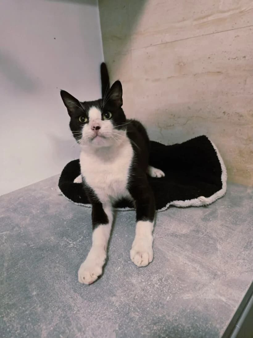 Iljo, female Mixed Breed for adoption at Zavod Muri, Vransko