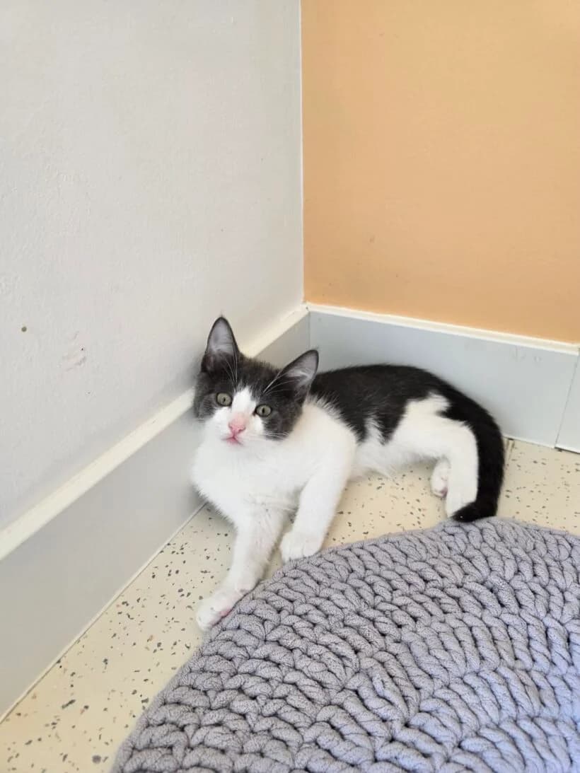 Breza, male Mixed Breed for adoption at Zavod Muri, Vransko