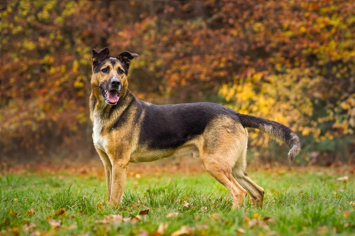 Max, črno-rjav male 6yo mixed breed for adoption at Zavetišče za živali Maribor, Maribor