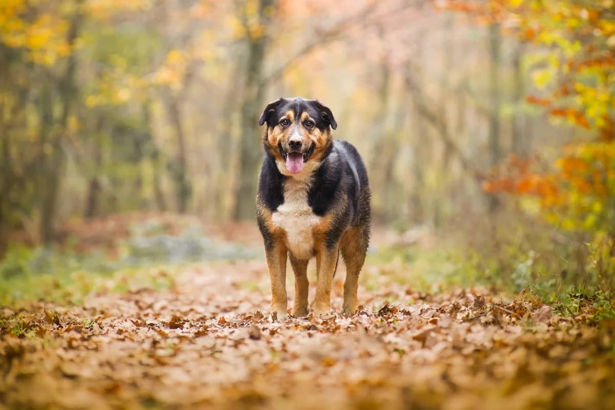 Bono, male 6yo mixed breed for adoption at Zavetišče za živali Maribor, Maribor