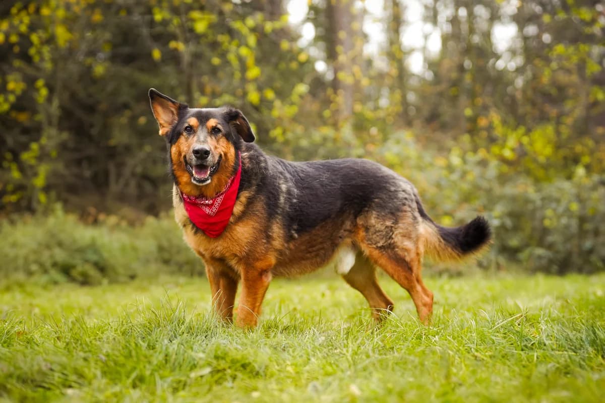 Roki, male senior mixed breed for adoption at Zavetišče za živali Maribor, Maribor