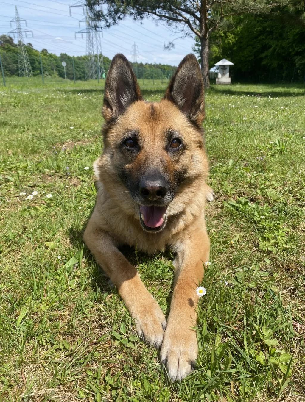 Lajka, female senior mixed breed for adoption at Zavetišče za živali Maribor, Maribor