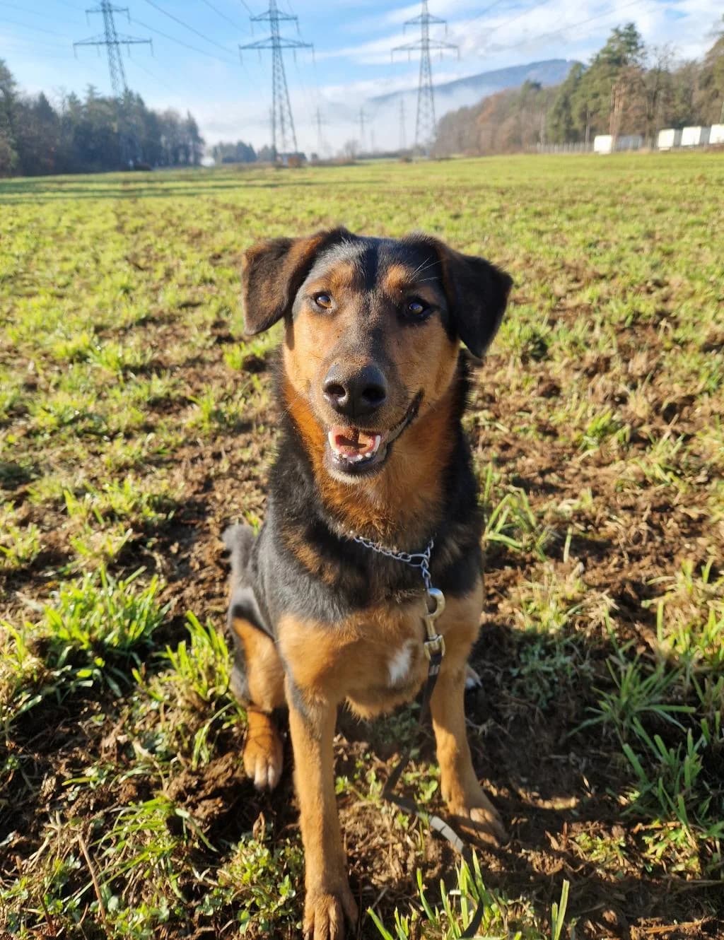 Beti, female 6yo mixed breed for adoption at Zavetišče za živali Maribor, Maribor