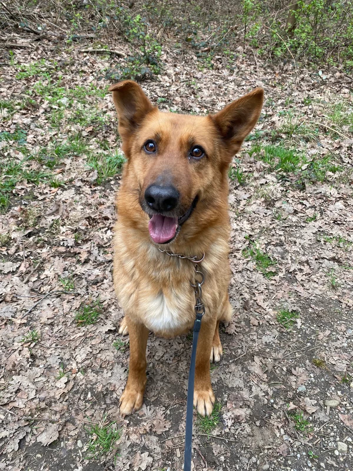 Kan, male young mixed breed for adoption at Zavetišče za živali Maribor, Maribor