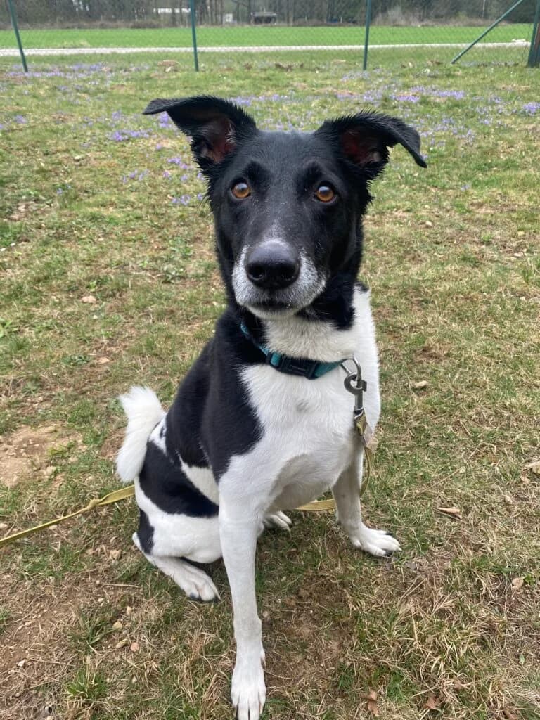 White, male 6yo mixed breed for adoption at Zavetišče za živali Maribor, Maribor