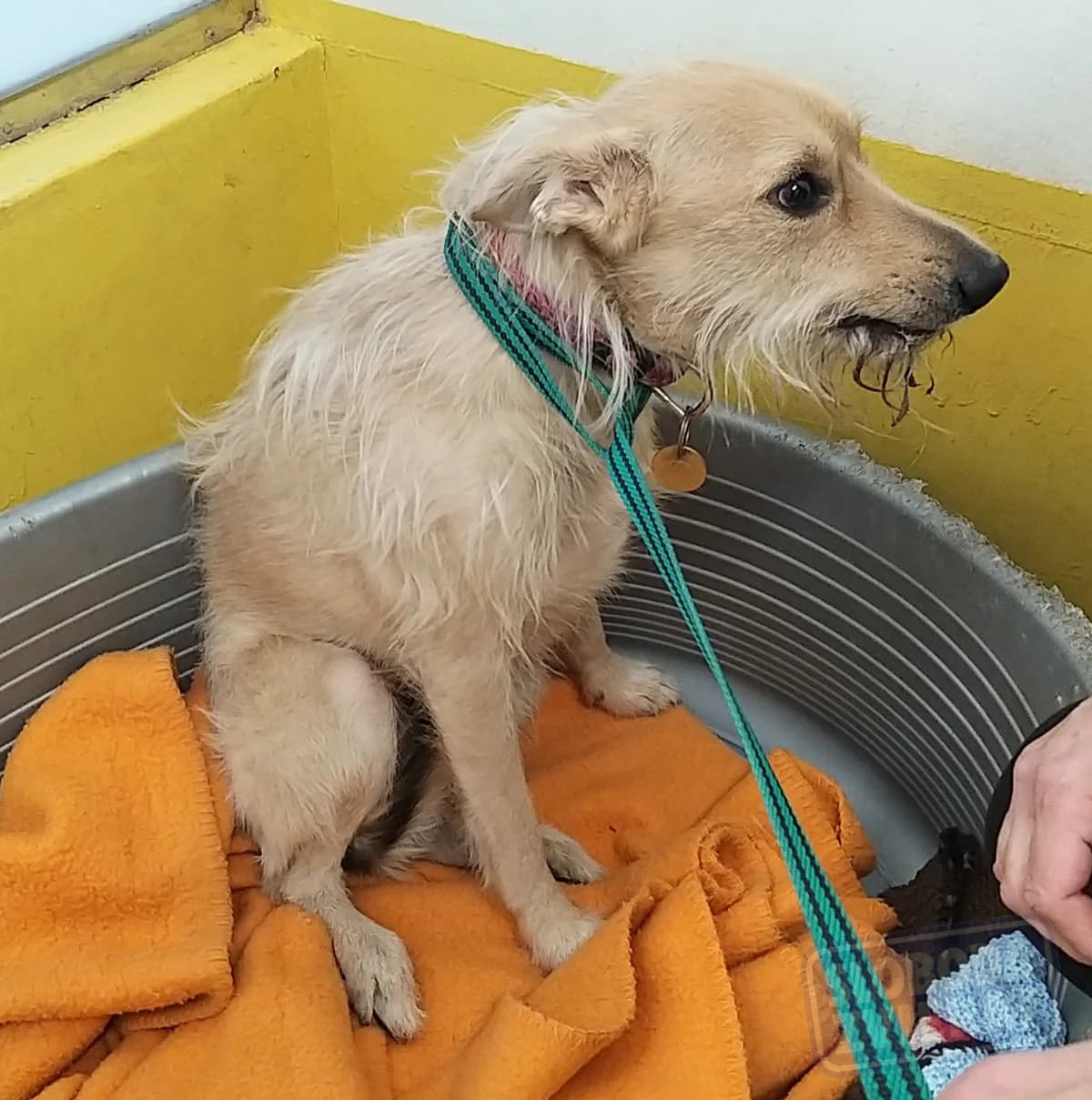 Tomi / po zosnulom majiteľovi/ operaovany -zapal okostice,trhane zuby udajne 6rony - info od susedy/