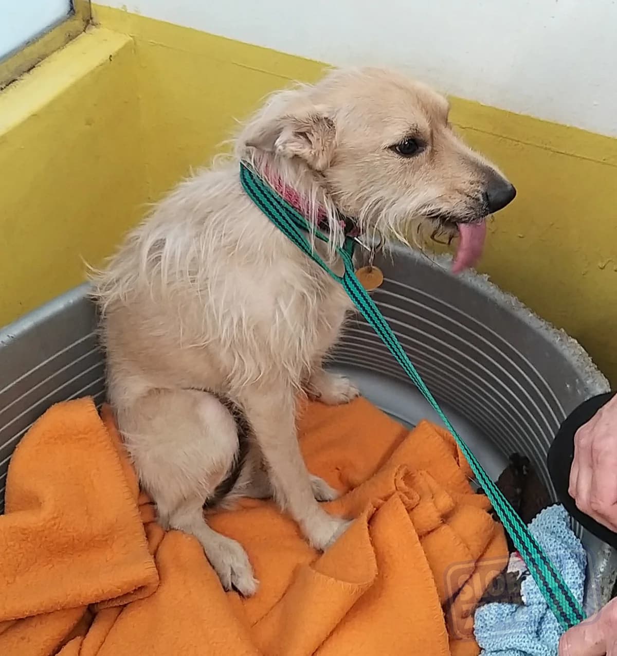 Tomi / po zosnulom majiteľovi/ operaovany -zapal okostice,trhane zuby udajne 6rony - info od susedy/ photo 2