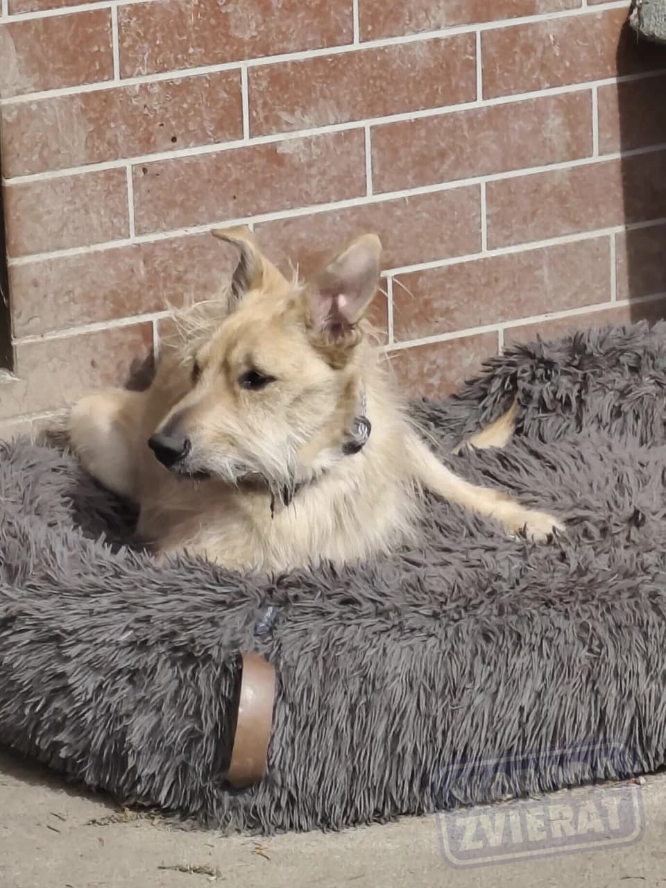 Tomi / po zosnulom majiteľovi/ operaovany -zapal okostice,trhane zuby udajne 6rony - info od susedy/ photo 3