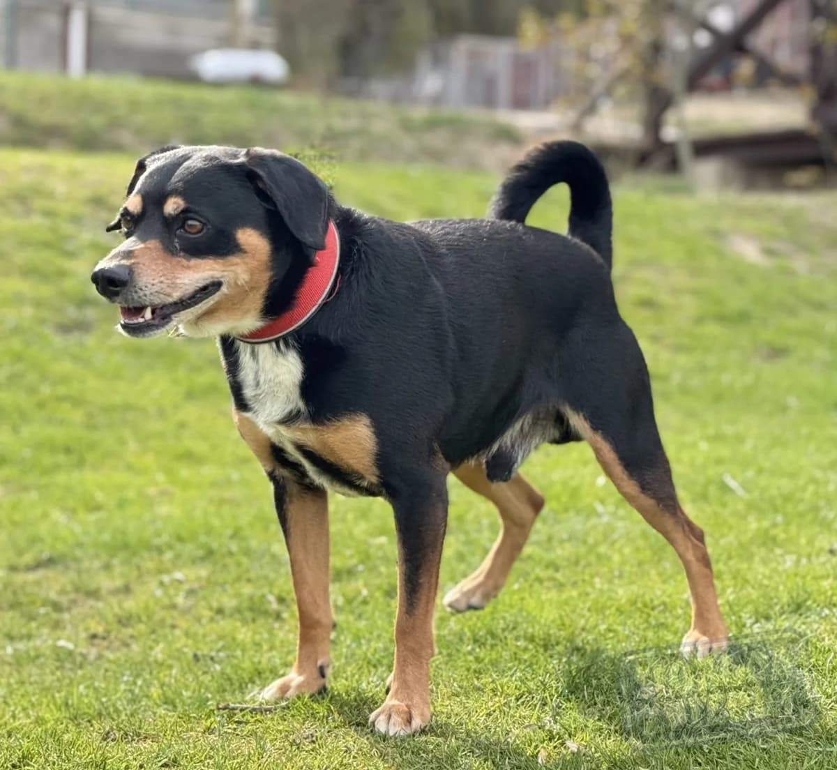 Theo od majiteľa photo 5