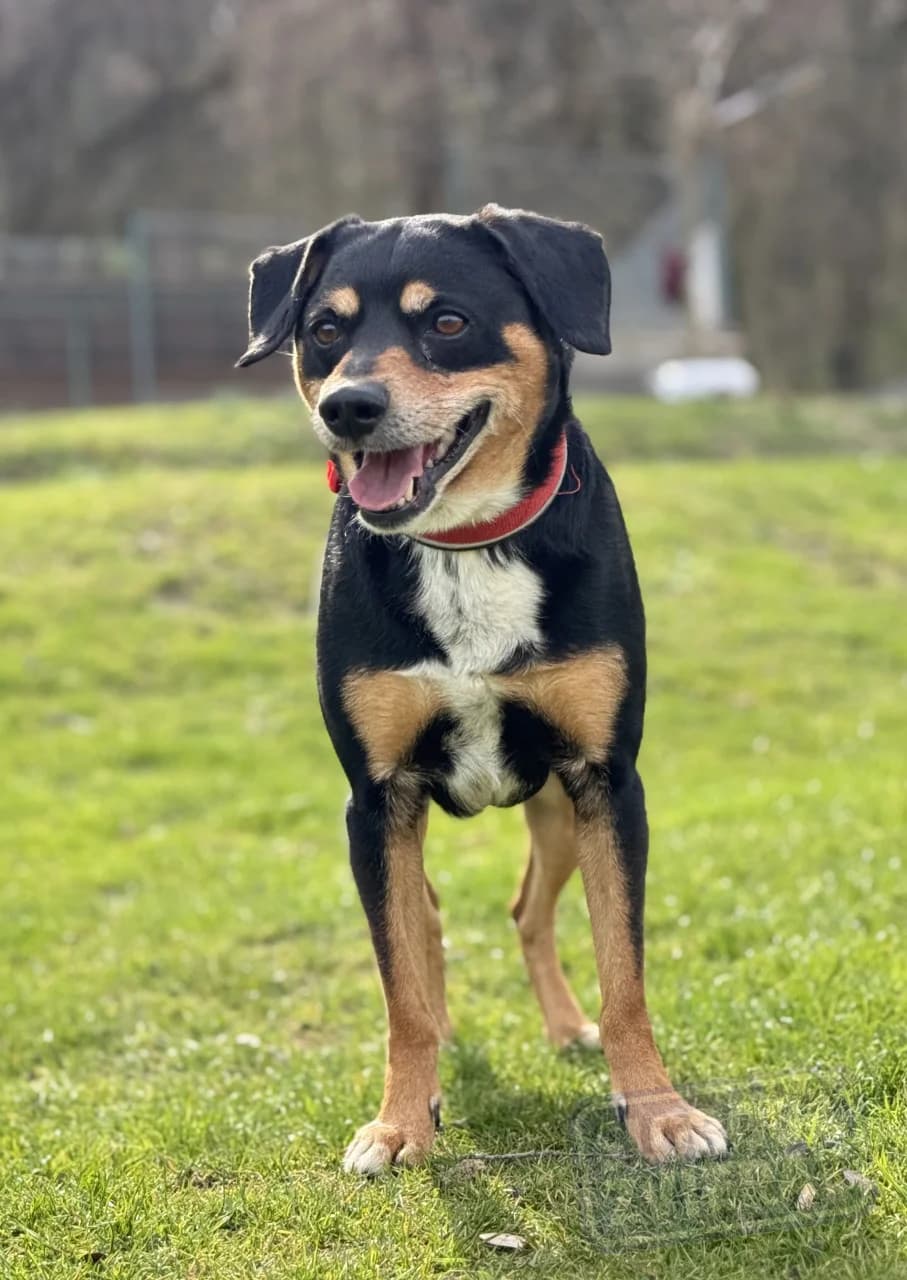 Theo od majiteľa photo 7