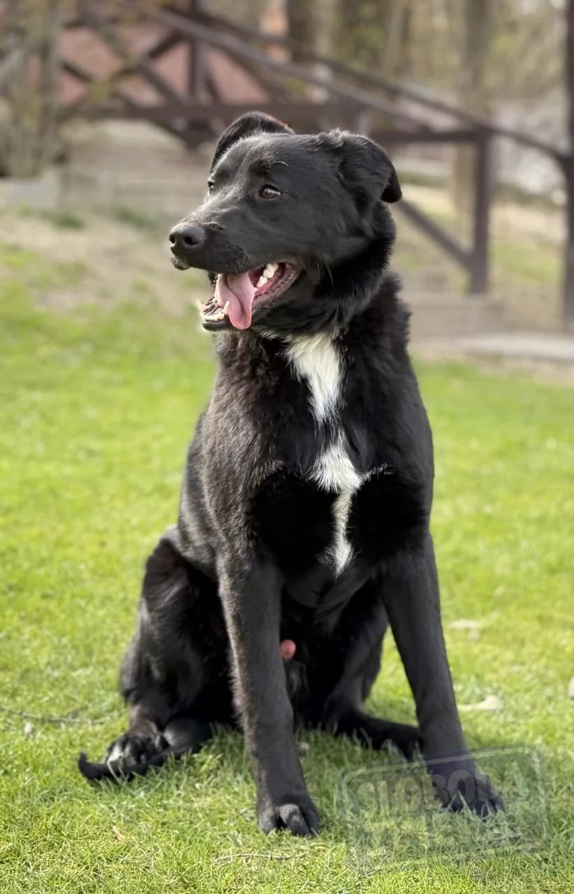 Persen Defense photo 8