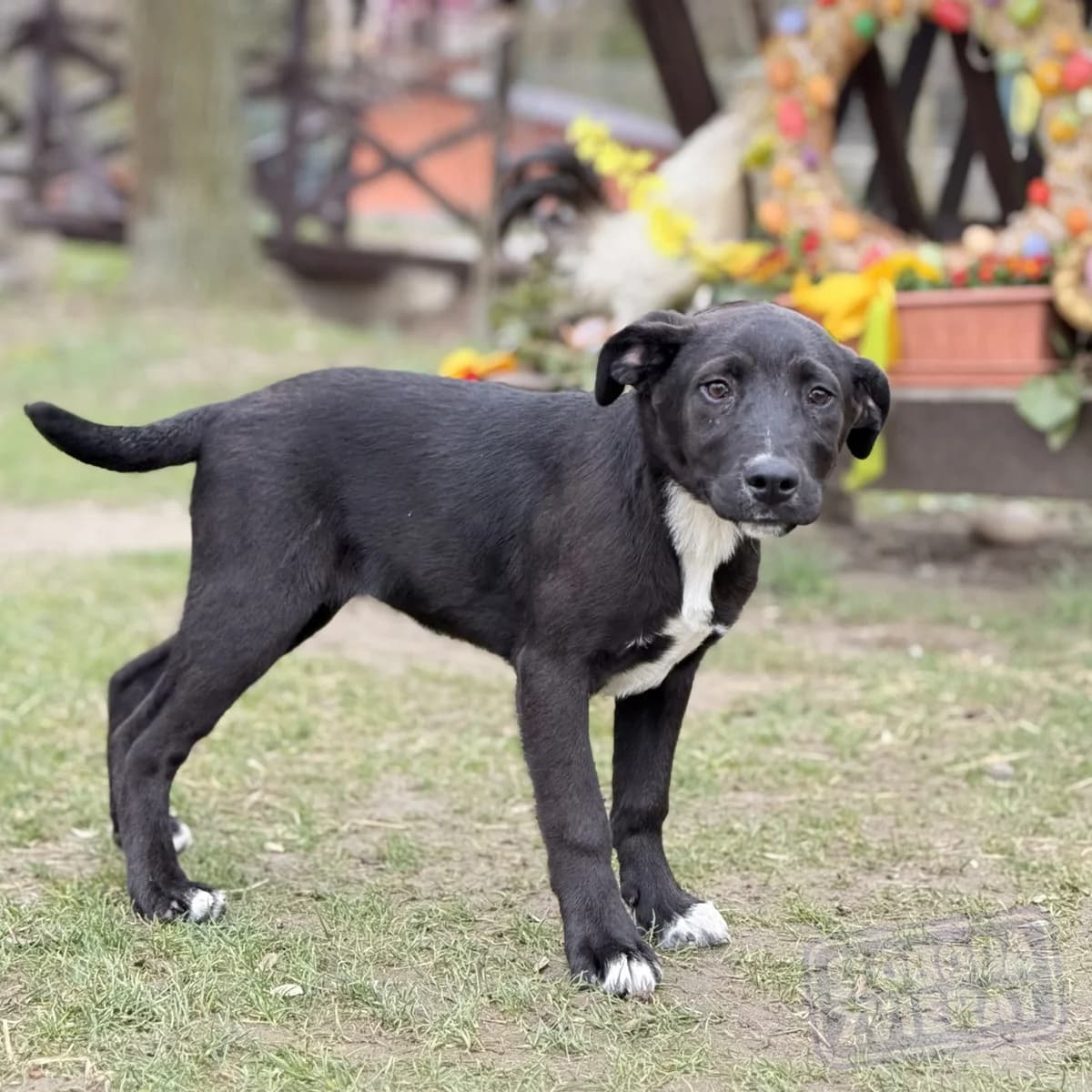 Nixy Malá farma photo 3