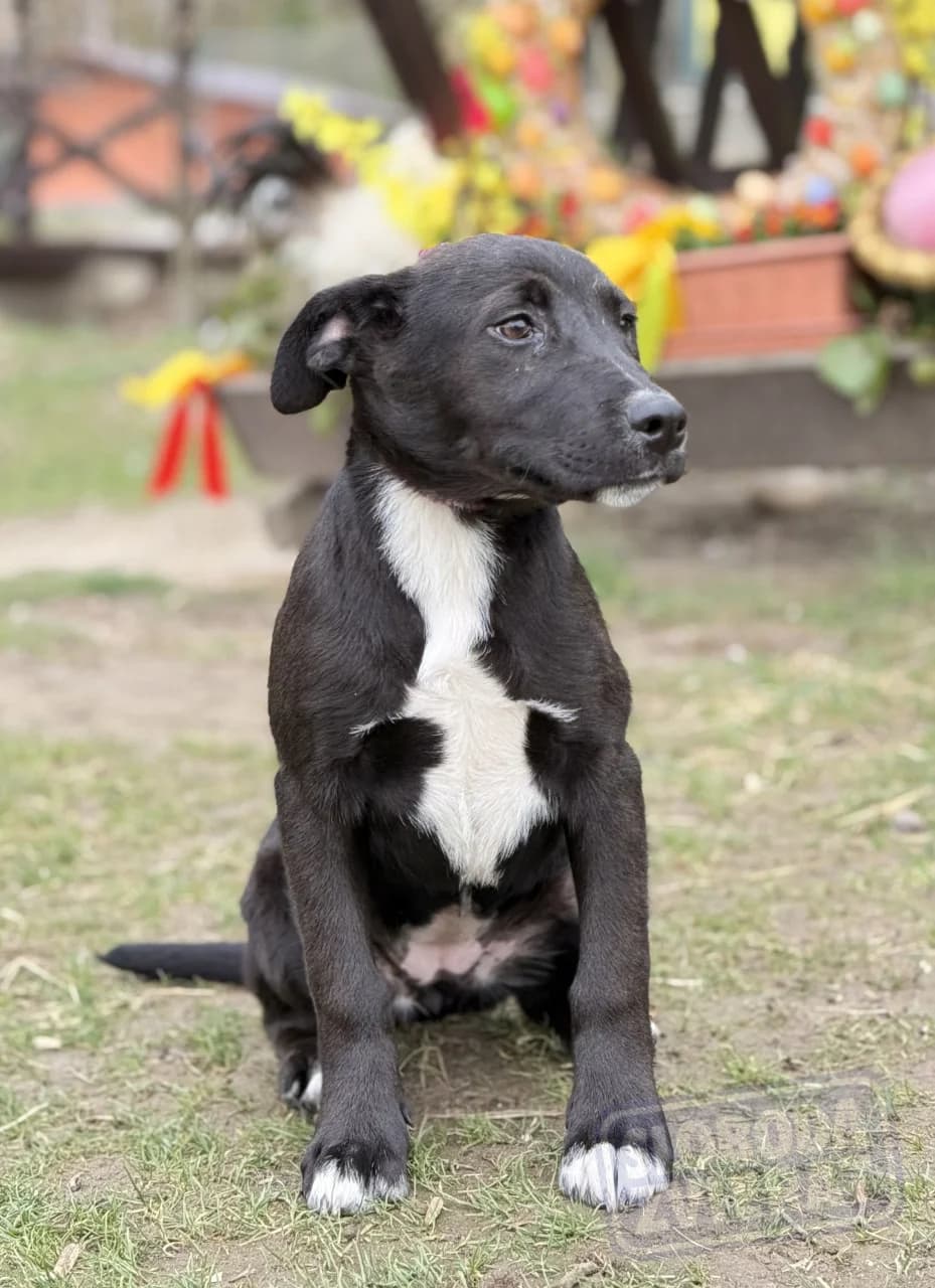 Nixy Malá farma photo 6