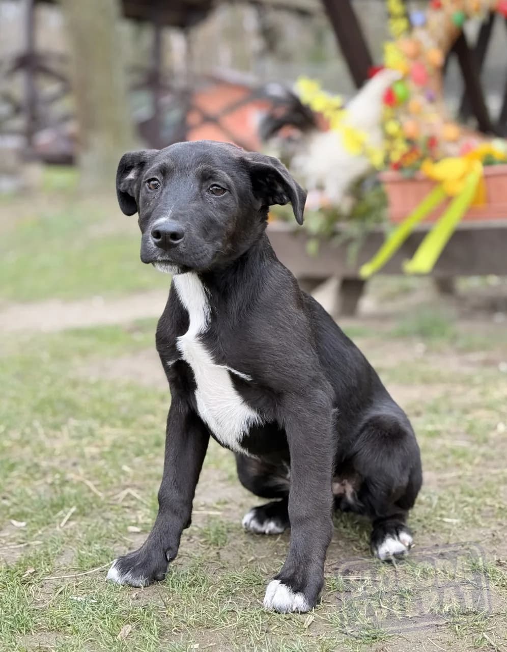 Nixy Malá farma photo 7