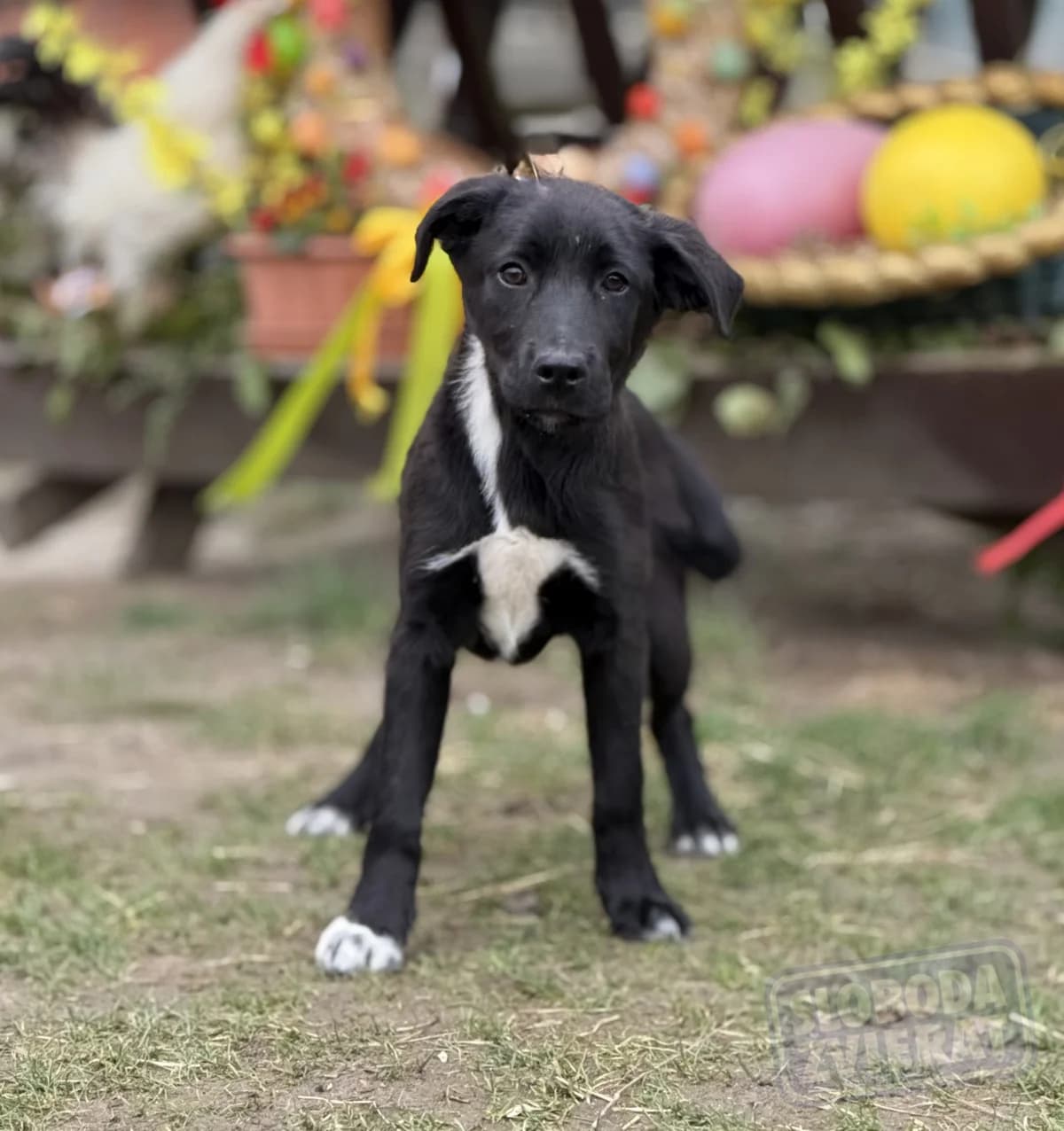 Nelly Malá farma photo 2