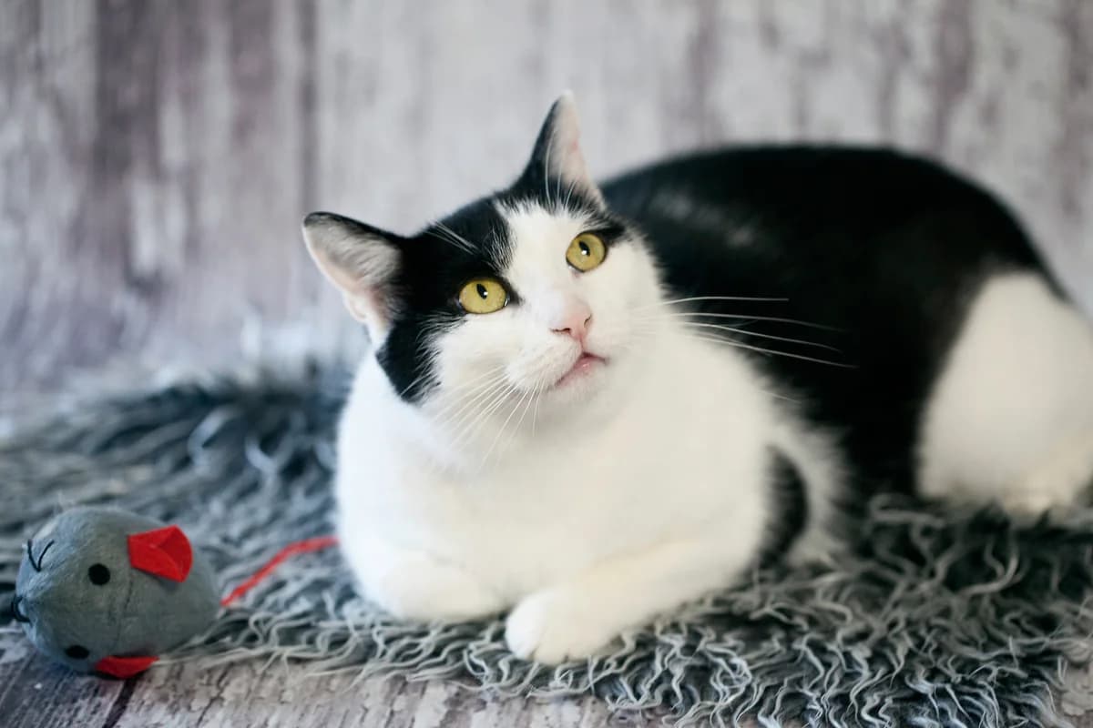 Adele, female Mixed Breed for adoption at Bystrická Mačacáreň