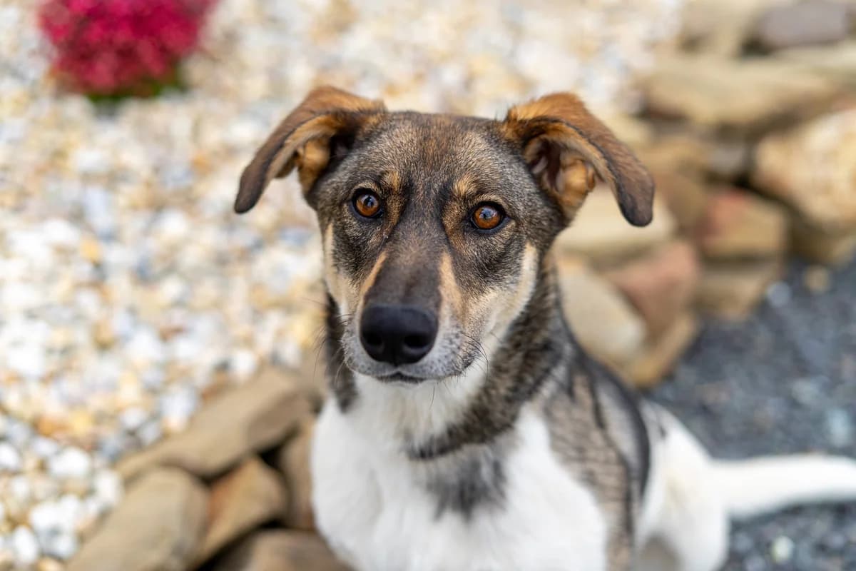 Amina, female young Mixed Breed for adoption at Cesta za domovom