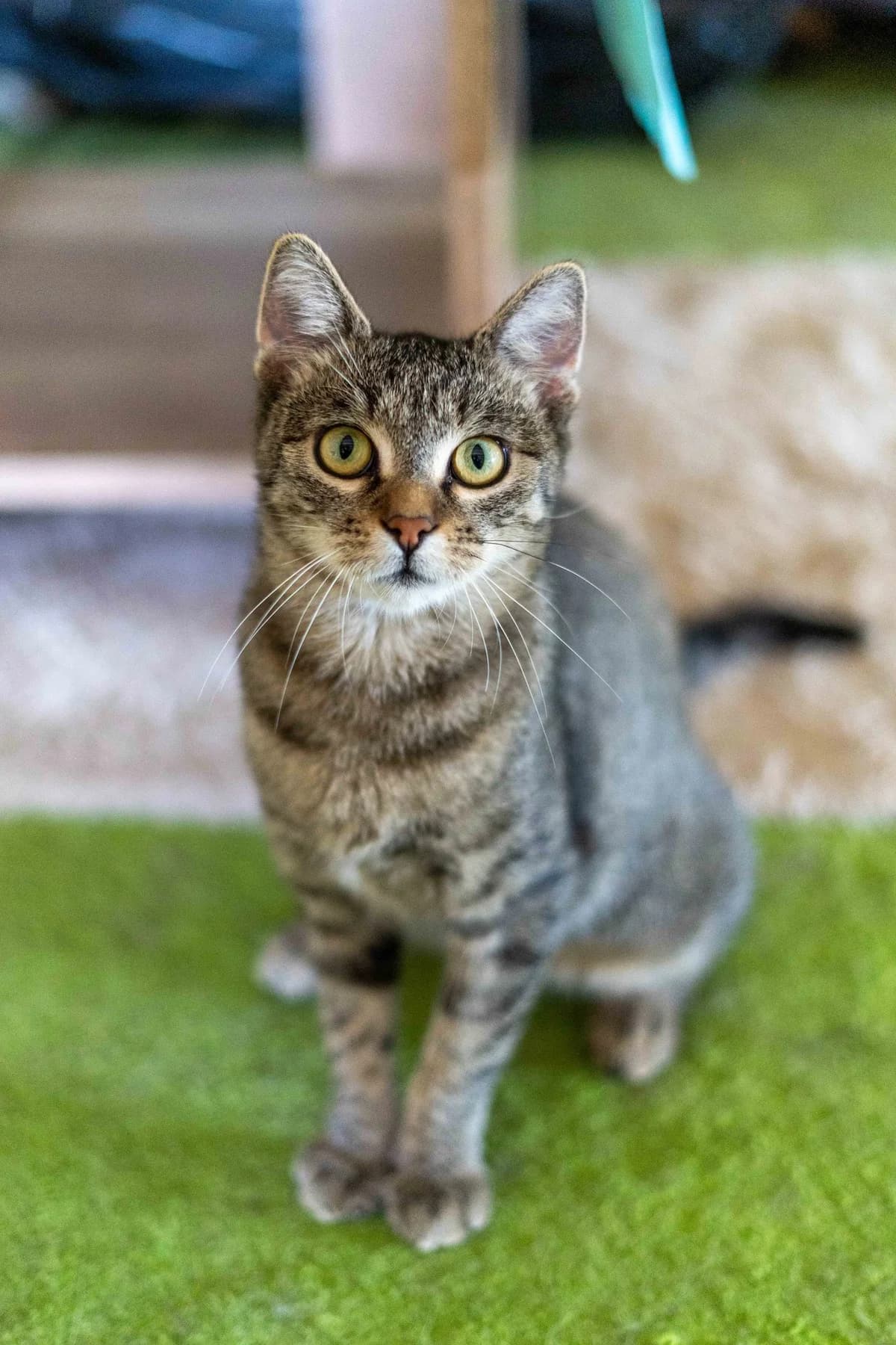 Apple, female Mixed Breed for adoption at Cesta za domovom