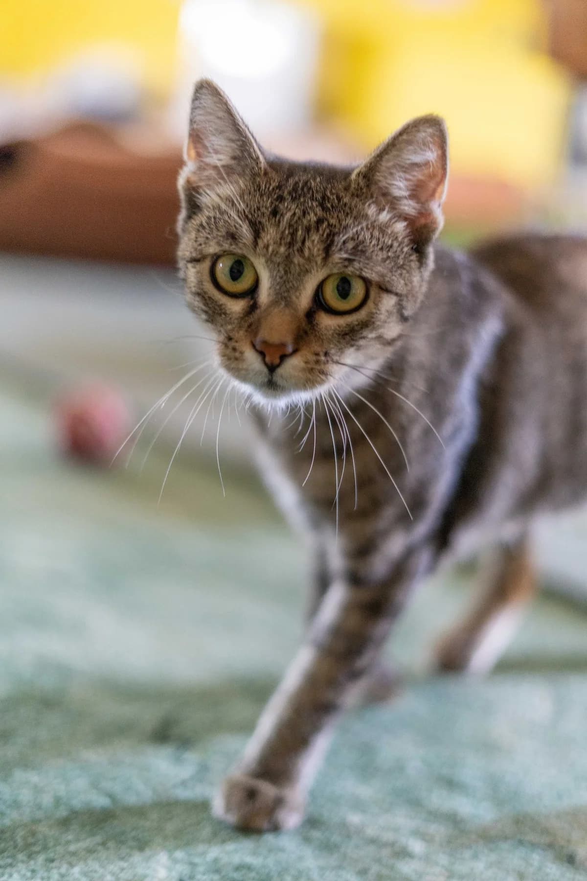 Apple, female Mixed Breed for adoption at Cesta za domovom — photo 2 of 9