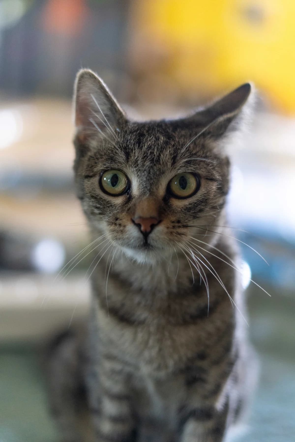 Apple, female Mixed Breed for adoption at Cesta za domovom — photo 3 of 9