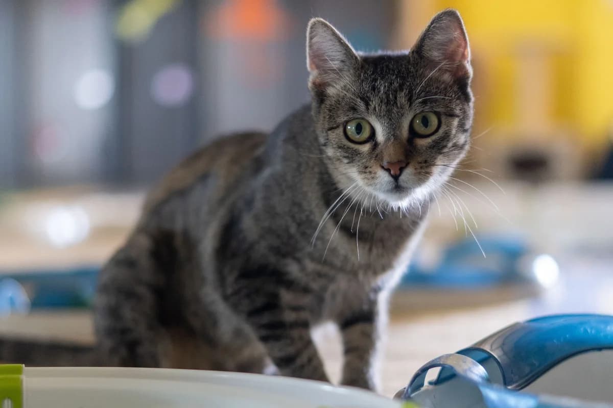 Apple, female Mixed Breed for adoption at Cesta za domovom — photo 4 of 9