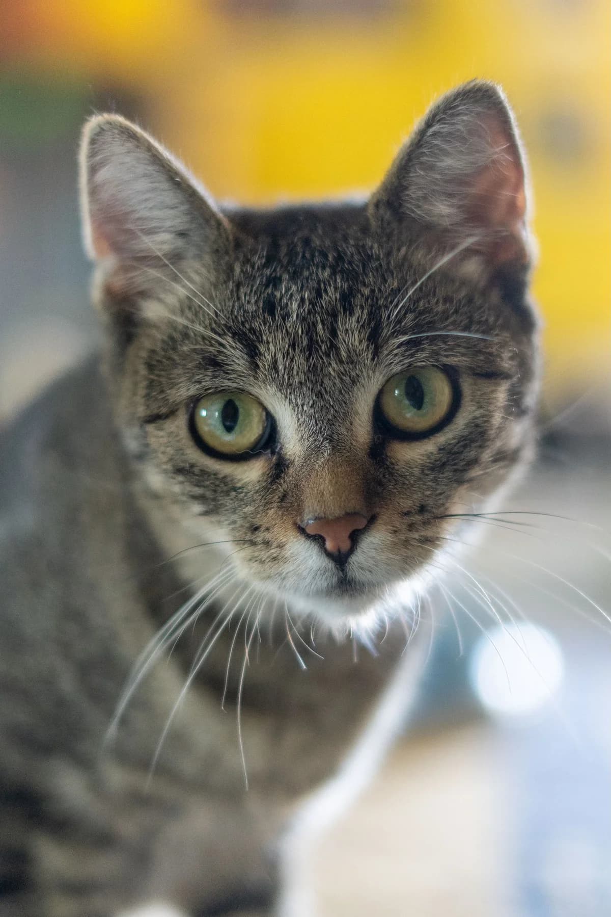 Apple, female Mixed Breed for adoption at Cesta za domovom — photo 5 of 9