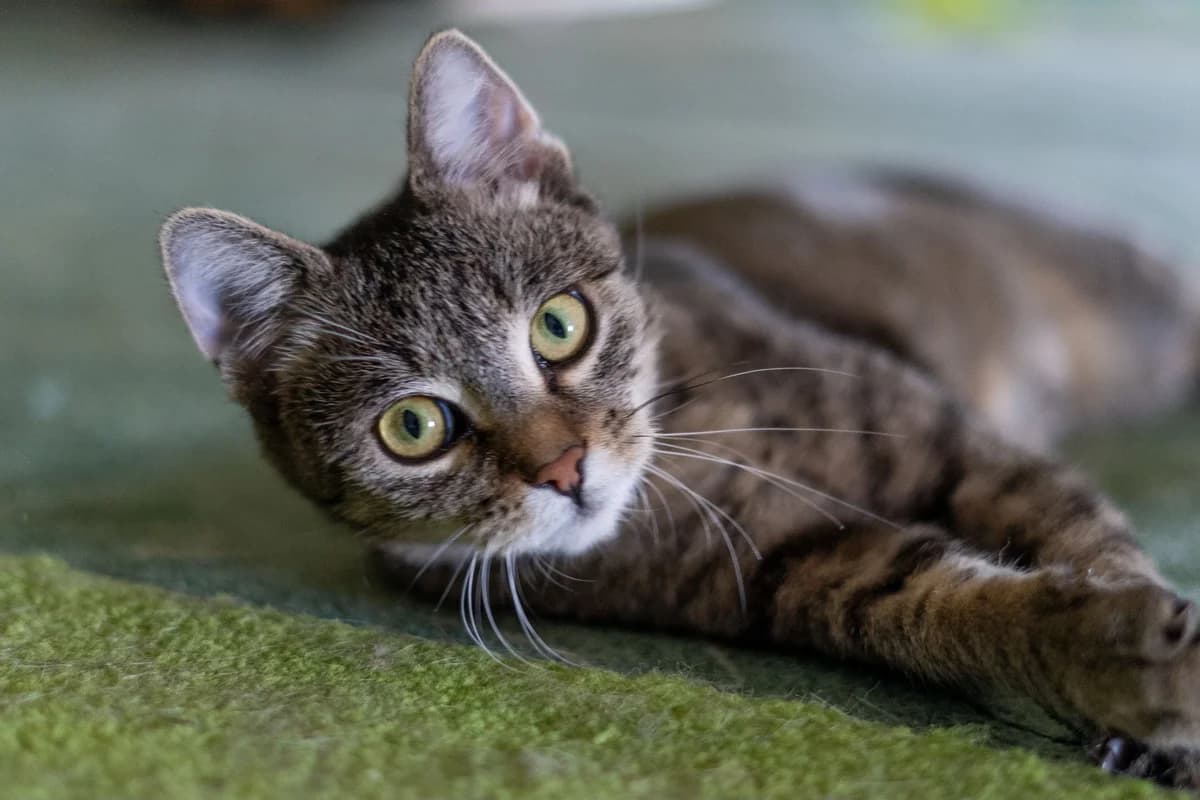 Apple, female Mixed Breed for adoption at Cesta za domovom — photo 6 of 9