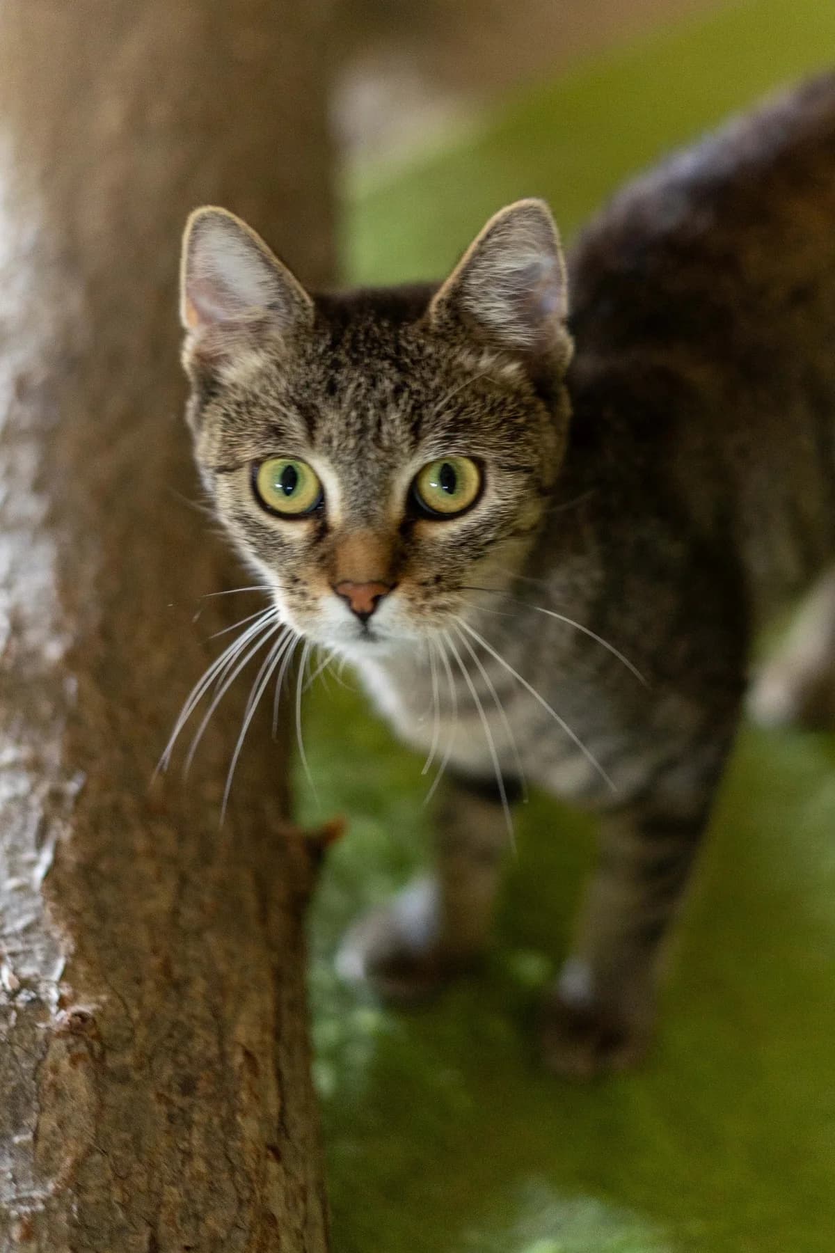 Apple, female Mixed Breed for adoption at Cesta za domovom — photo 7 of 9