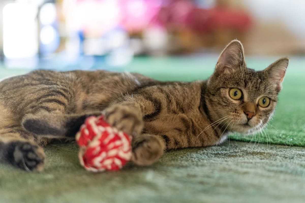 Apple, female Mixed Breed for adoption at Cesta za domovom — photo 8 of 9